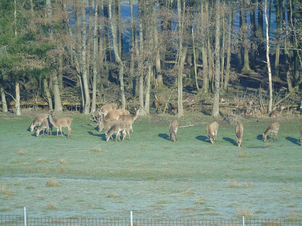 Gite Des Biches Birkenwald Zewnętrze zdjęcie