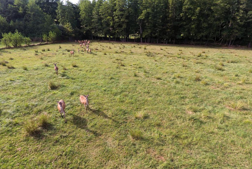Gite Des Biches Birkenwald Zewnętrze zdjęcie